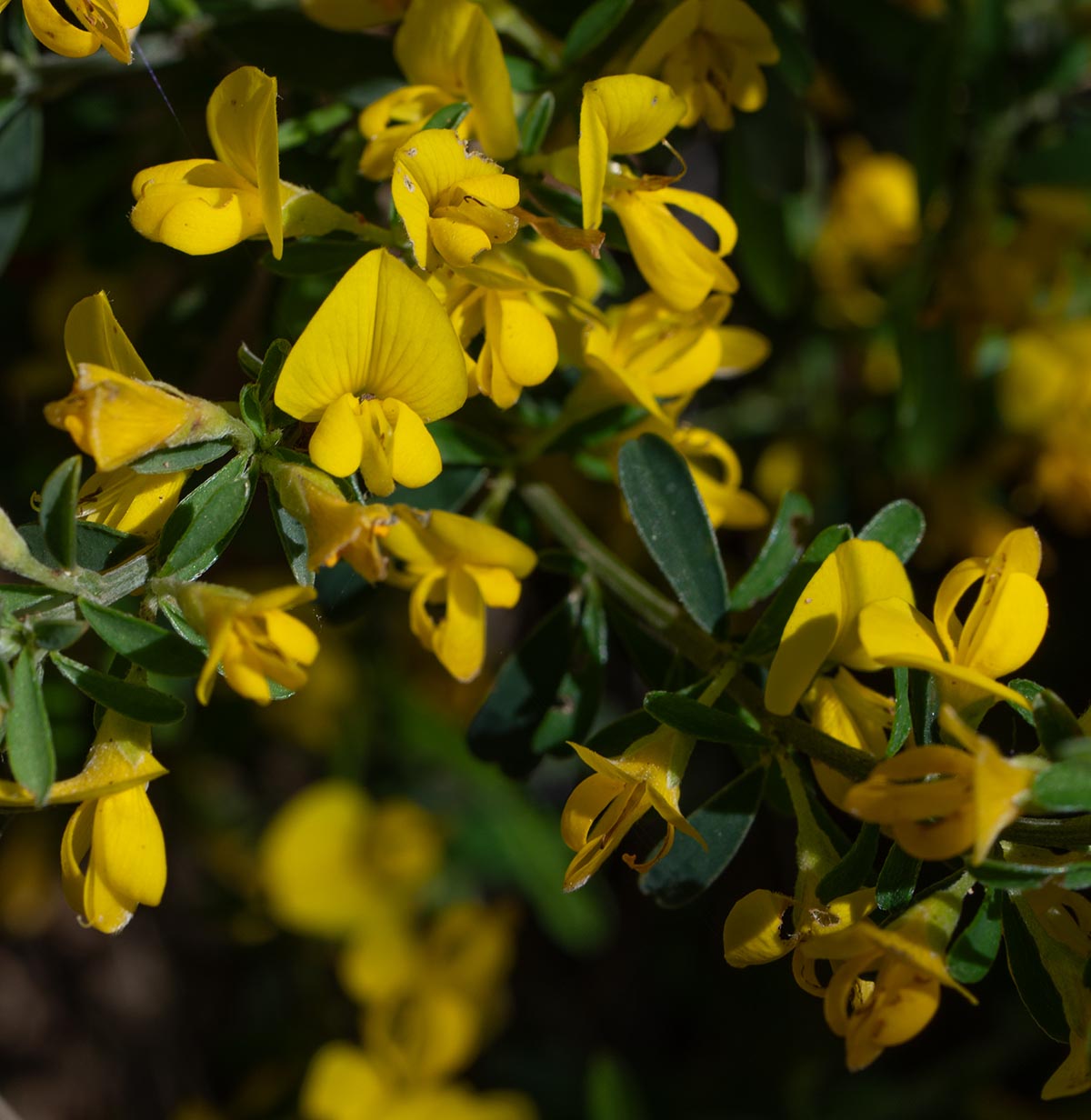 Blüten